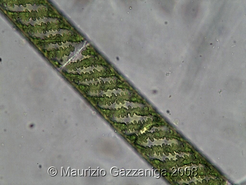 Spirogyra sp.